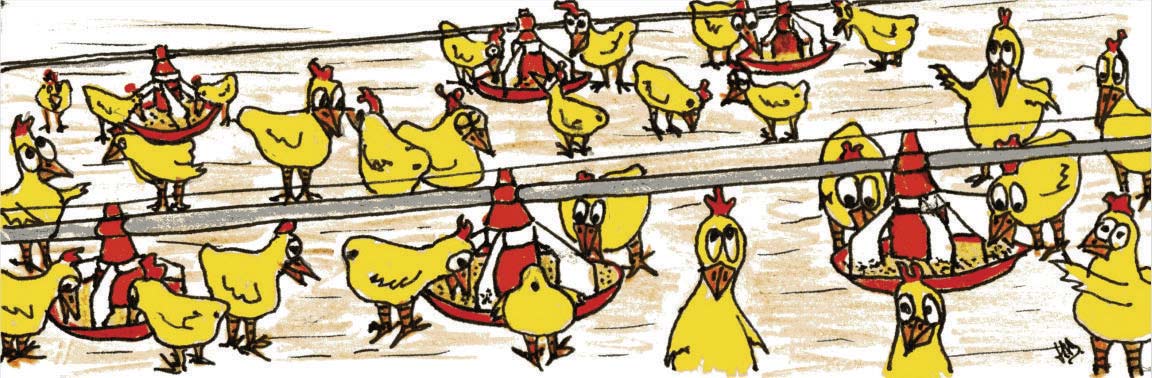Broiler chicks hand-drawn picture