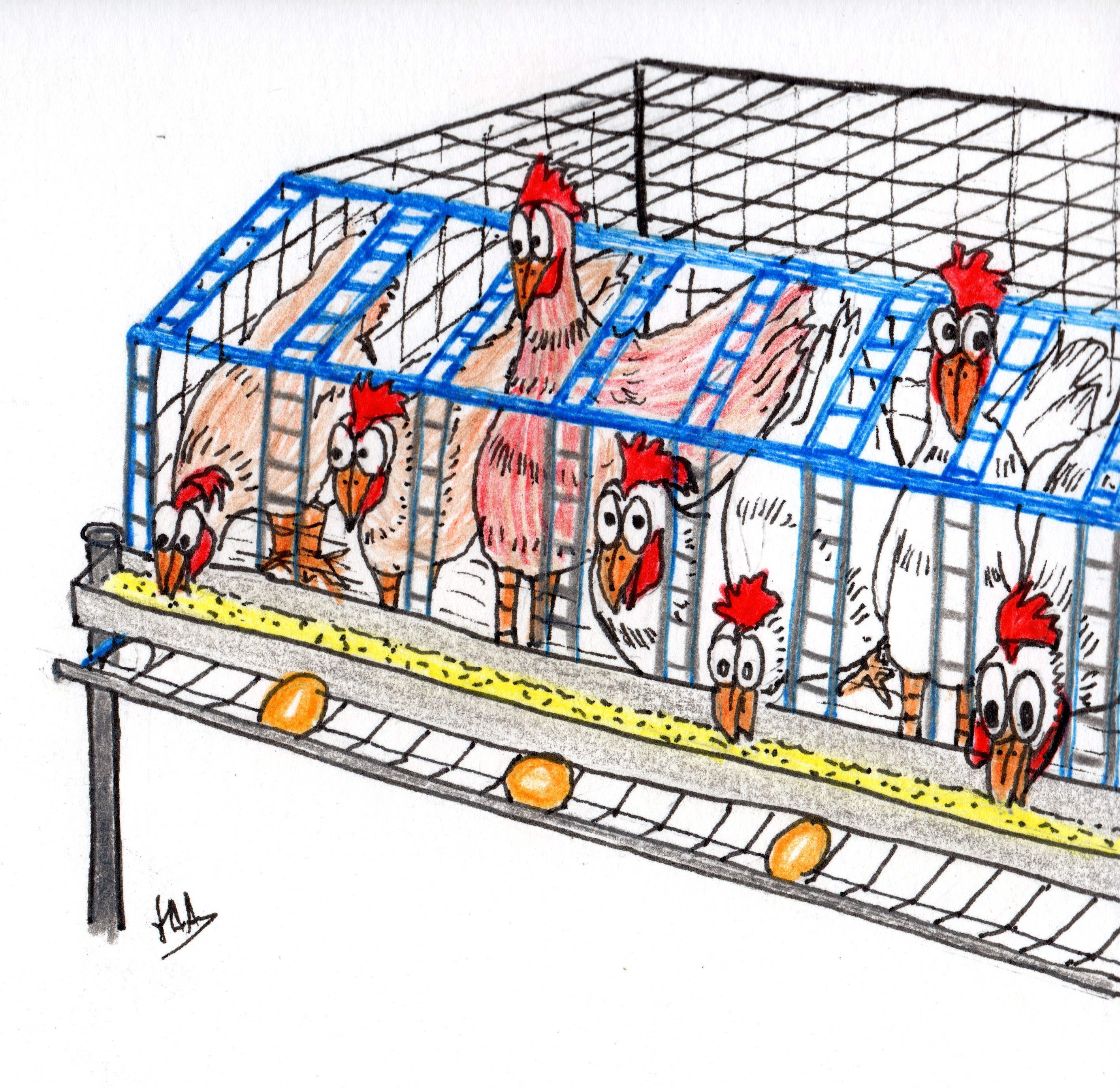 Dibujo esquematico de una jaula IVEGA
